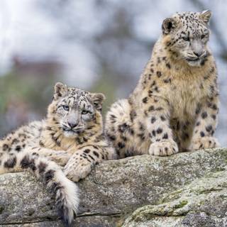 Snow leopards affection wallpaper