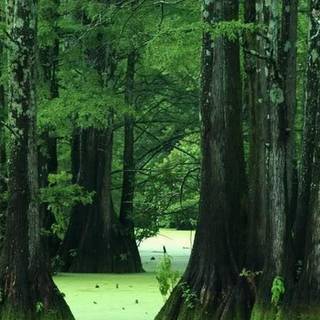 Old trees swamp wallpaper