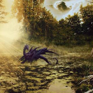 Old trees swamp wallpaper