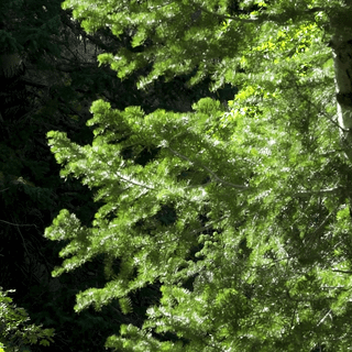 Aspen forest Canopy wallpaper