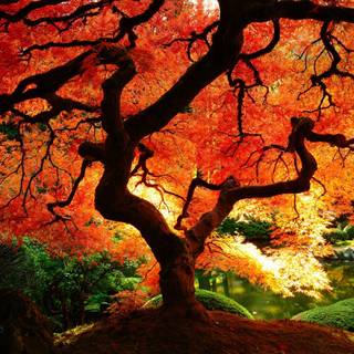 Fall trees wallpaper