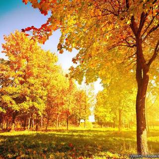 Fall trees wallpaper