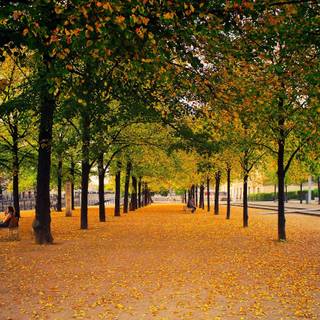 Fall trees wallpaper