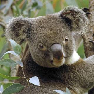 Koala bear wallpaper