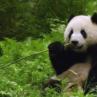 Panda eating wallpaper