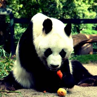 Panda eating wallpaper