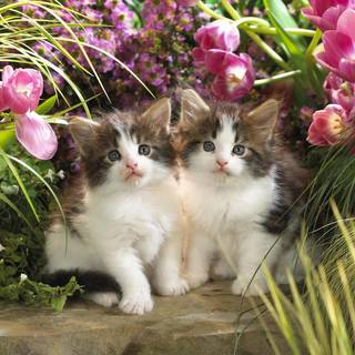 Kitten in the garden wallpaper
