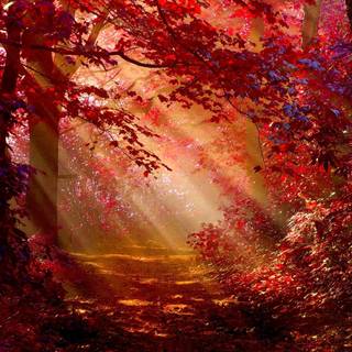 Red fall forest wallpaper
