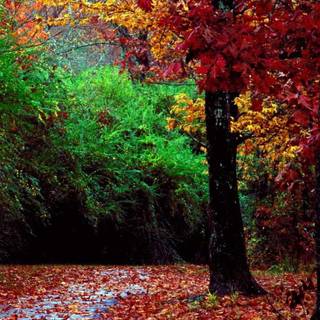 Red fall forest wallpaper