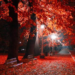 The awe of autumn wallpaper