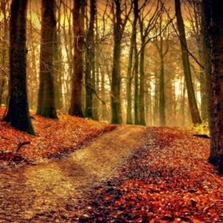 The awe of autumn wallpaper