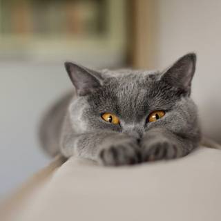 British Shorthair wallpaper