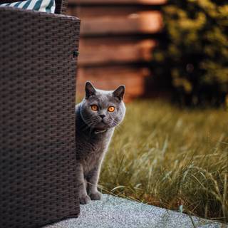 British Shorthair wallpaper