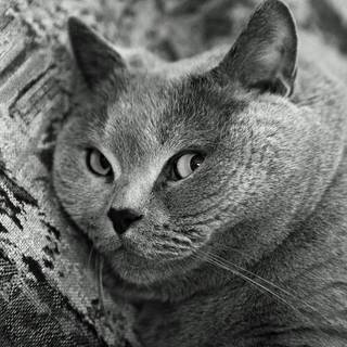 British Shorthair wallpaper