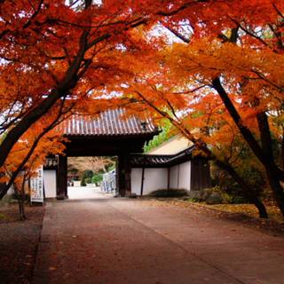 Japanese autumn wallpaper