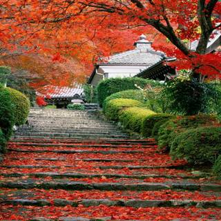 Japanese autumn wallpaper