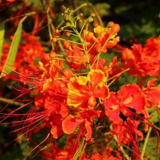 Peacock Paradise wallpaper