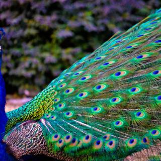 Peacock Paradise wallpaper