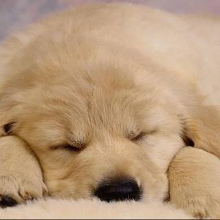 Little dog wallpaper