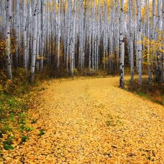 Autumn Aspen forest trees wallpaper