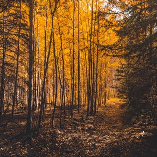 Autumn Aspen forest trees wallpaper