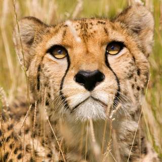 Kenya animals wallpaper