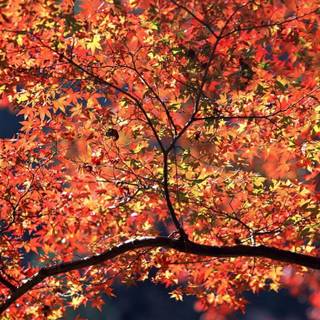 Autumn colors wallpaper
