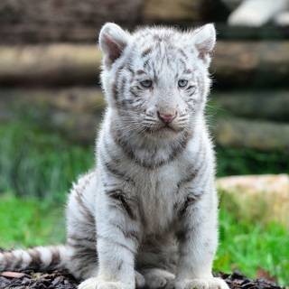 Tiger cubs wallpaper