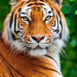 Orange tigers wallpaper