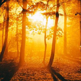 Sunset autumn forest wallpaper