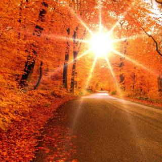 Sunset autumn forest wallpaper