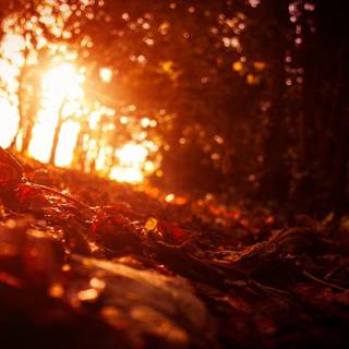 Sunset autumn forest wallpaper