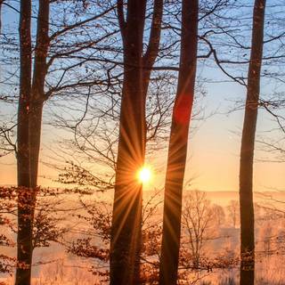 Sunset autumn forest wallpaper