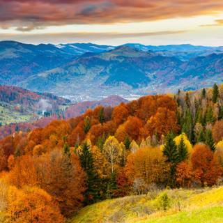 Sunset autumn forest wallpaper