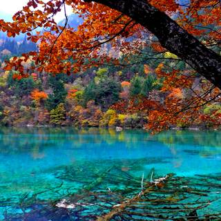 Forest beauty wallpaper