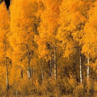 Yellow Aspen trees forest wallpaper