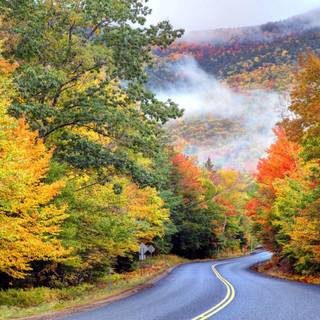 Travel road forest autumn wallpaper
