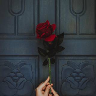 Hand beautiful rose wallpaper