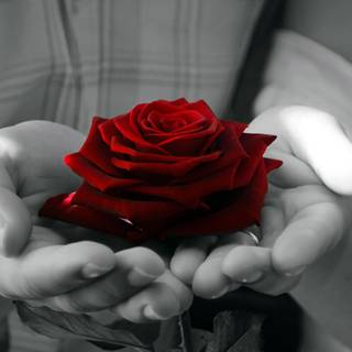 Hand beautiful rose wallpaper