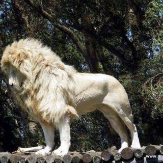 Beautiful lion wallpaper