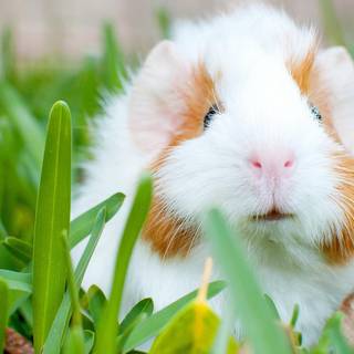 Cute Guinea pigs wallpaper