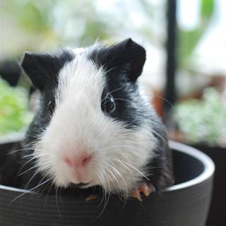 Cute Guinea pigs wallpaper