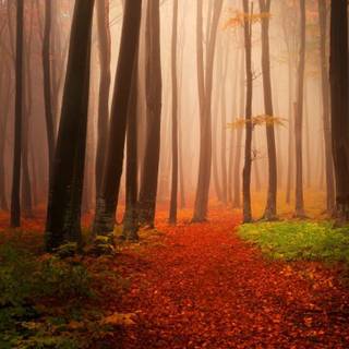 Nature autumn forest wallpaper