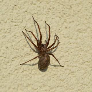 Arachnid wallpaper