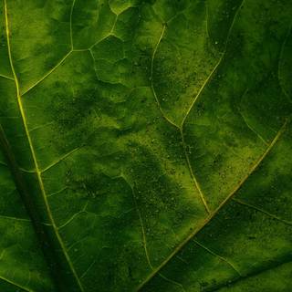 Vegetation wallpaper