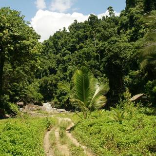 Vegetation wallpaper