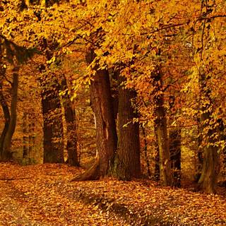 Autumn wood wallpaper