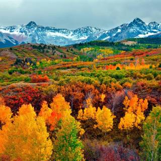 Autumn wood wallpaper