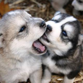 Baby Huskies wallpaper