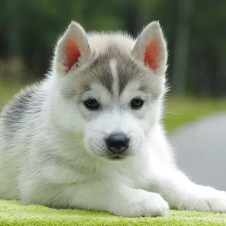 Baby Huskies wallpaper